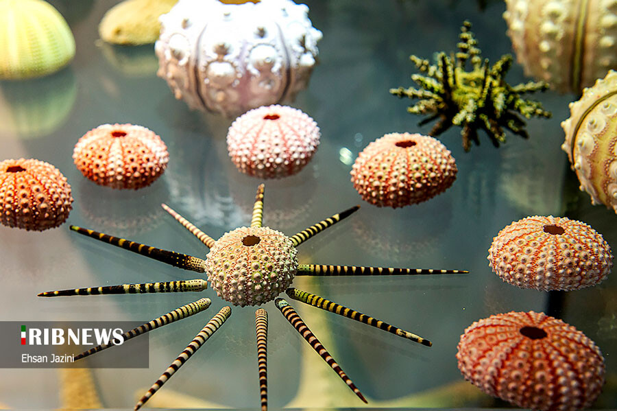 Lastsecond.ir-best-attractions-of-isfahan-seashell-museum-ehsan-jazini.jpg